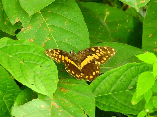 Citrus Swallowtail