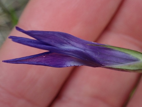 Gentianopsis detonsa, photograph 6