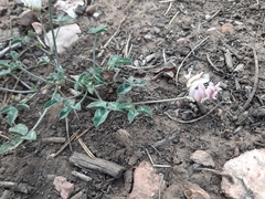 Trifolium gymnocarpon