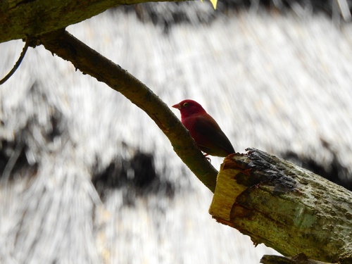 Red-billed Firefinch