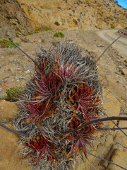 Deuterocohnia chrysantha