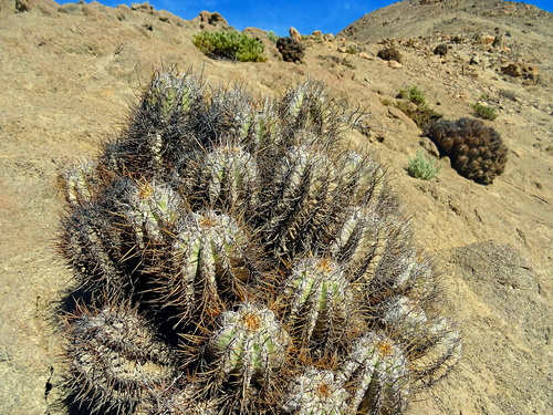 Copiapoa solaris