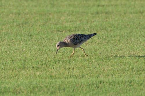 Buff-breasted Sandpiper (Calidris subruficollis), photo 7