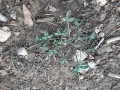 Trifolium gymnocarpon