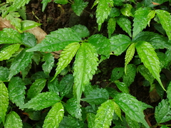 Elatostema cyrtandrifolium