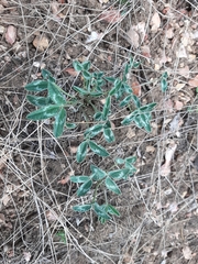 Trifolium gymnocarpon