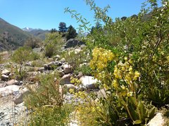 Calceolaria paralia