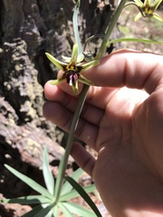 Fritillaria brandegeei