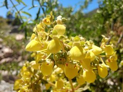 Calceolaria paralia