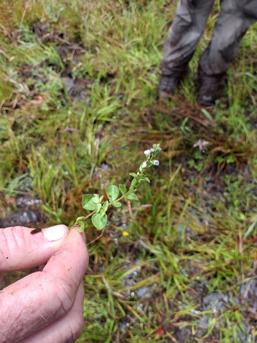 Veronica serpyllifolia observed 2026-07-07