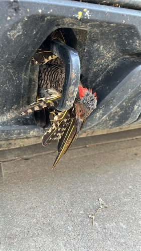 Northern Flicker