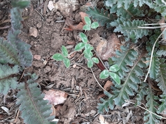 Trifolium gymnocarpon