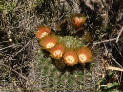 Eriosyce curvispina