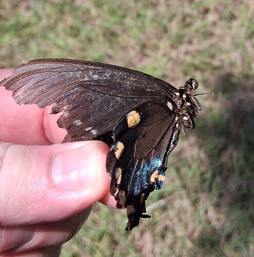 Pipevine Swallowtail