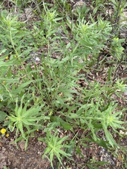 Oenothera rhombipetala