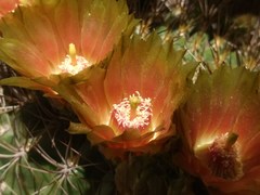 Eriosyce curvispina