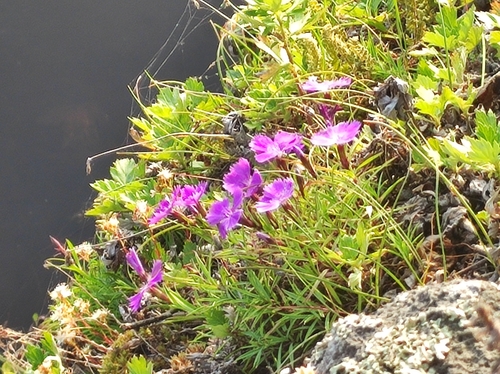 Dianthus repens