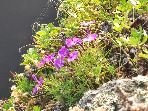 Dianthus repens, photograph 1