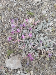 Astragalus utahensis
