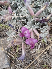 Astragalus utahensis