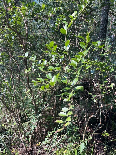 Lyonia lucida, photograph 3
