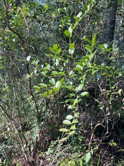 (c) Megan Herrmann, some rights reserved (CC BY) Lyonia lucida, photograph (c) Megan Herrmann, some rights reserved (CC BY)