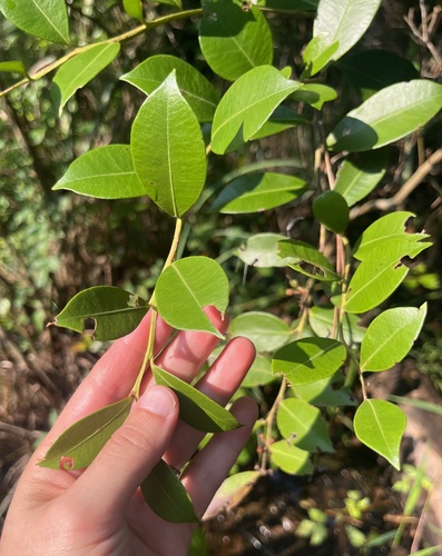 Lyonia lucida, photograph 4