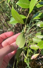 (c) Megan Herrmann, some rights reserved (CC BY) Lyonia lucida, photograph (c) Megan Herrmann, some rights reserved (CC BY)