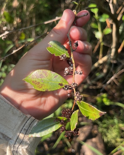 Lyonia lucida, photograph 6