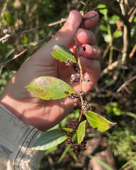 Lyonia lucida, photograph (c) Megan Herrmann, some rights reserved (CC BY)