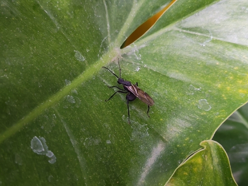 Armed Spiny Ant