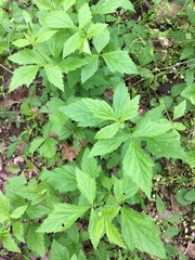 Agrimonia pilosa