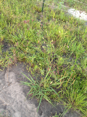 Phalaris caroliniana