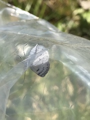 Lomographa semiclarata