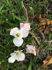 Zephyranthes