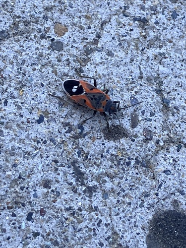 Small Milkweed Bug