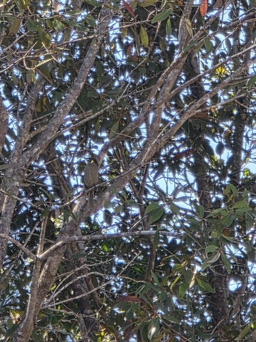 Lewin's Honeyeater