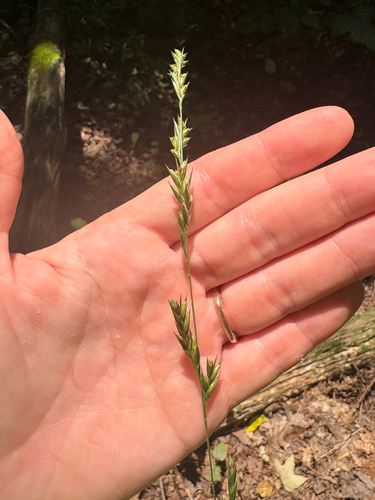 Diarrhena americana, photograph 4