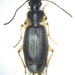 Cymindis cribricollis - Photo (c) Ludo Leclerc, some rights reserved (CC BY-NC), uploaded by Ludo Leclerc