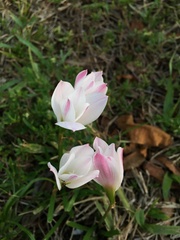 Zephyranthes