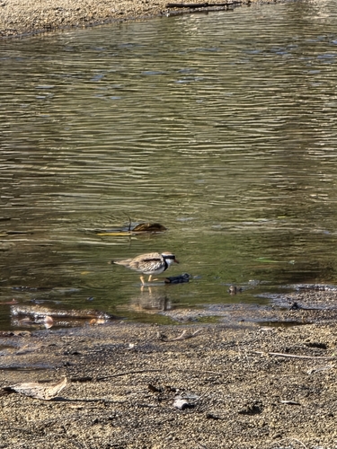 Black-fronted Dotterel