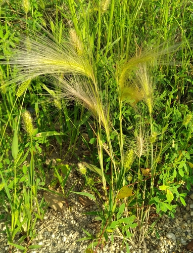 Foxtail Barley