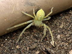 Neosparassus salacius