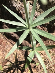 Fritillaria brandegeei