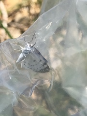 Lomographa semiclarata