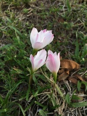 Zephyranthes