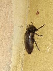 Rhipiceridae