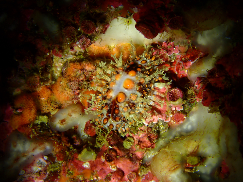 Jenneria pustulata observed 2026-07-23