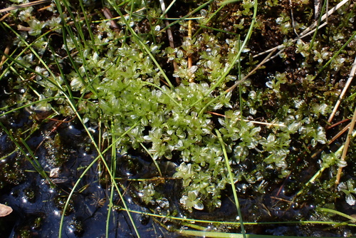 Cinclidium stygium observed 2026-07-30