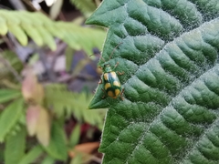 Diabrotica sexmaculata